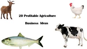 Agriculture Business Ideas